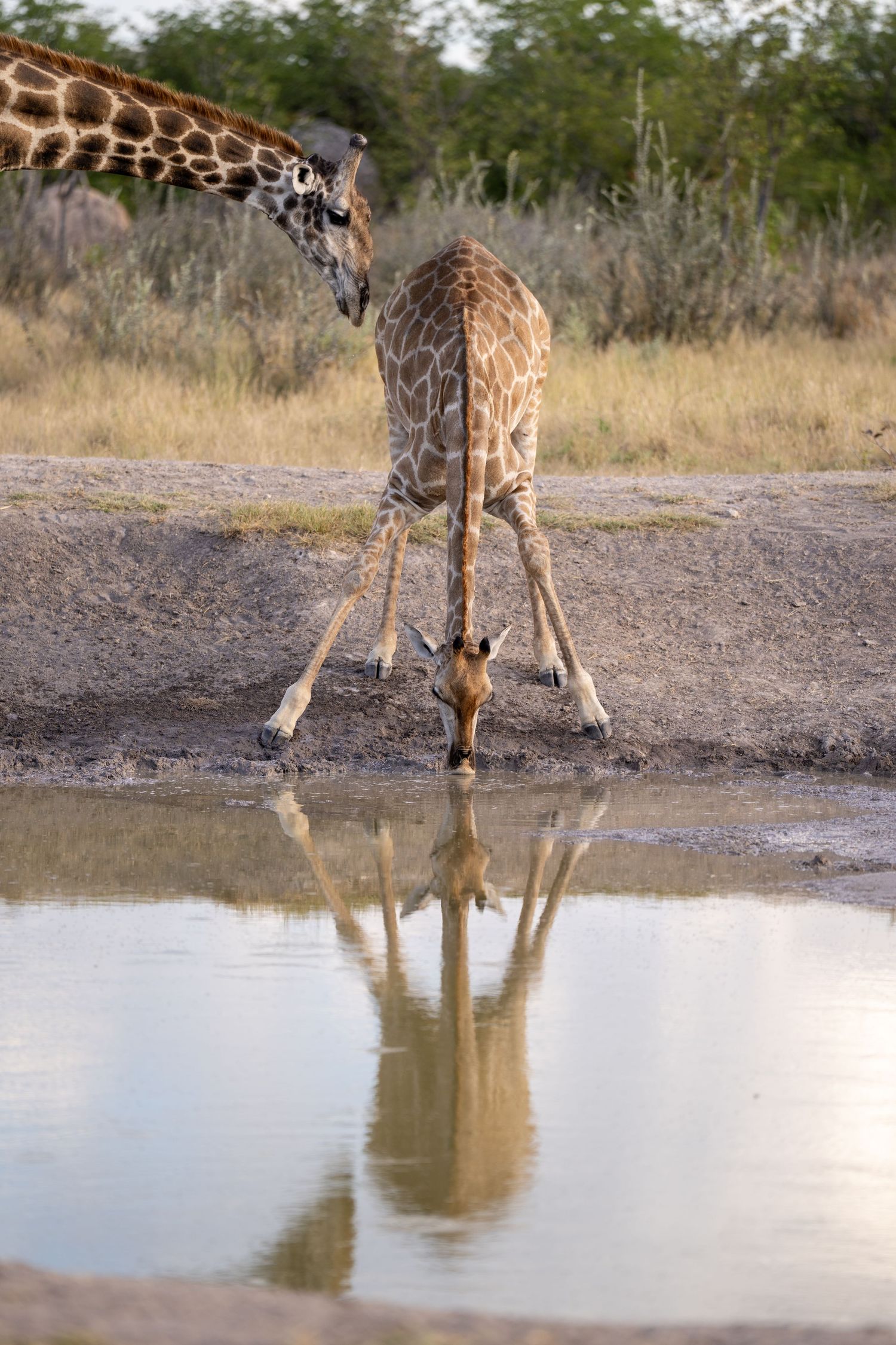 A giraffe spreads its legs wide to drink from a watering hole, with its reflection visible in the still water.