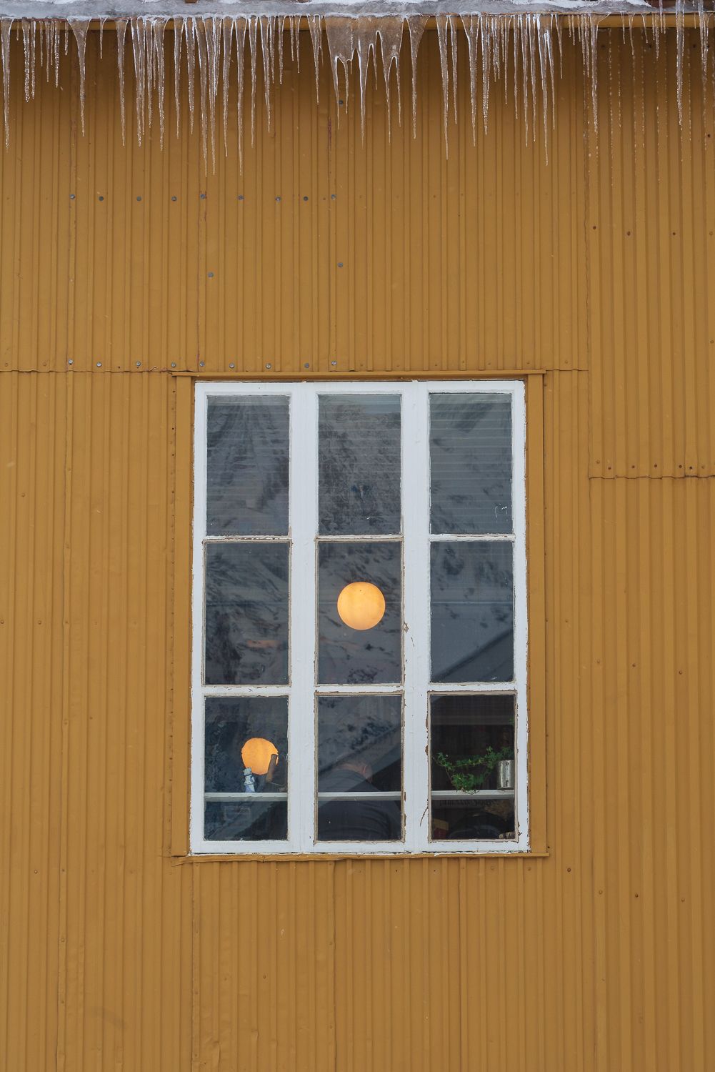Icicles hanging over a white-framed window on a yellow Norwegian building in winter.