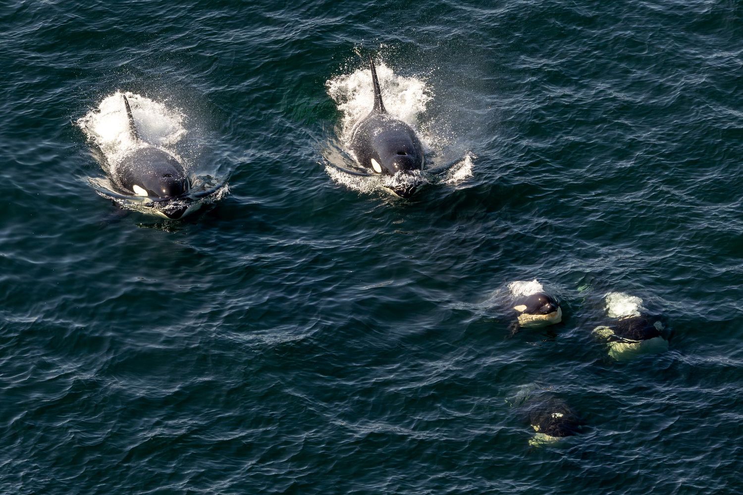 Southern Resident killer whales J Pod surfacing below the Tacoma Narrows bridge near Tacoma, Washington