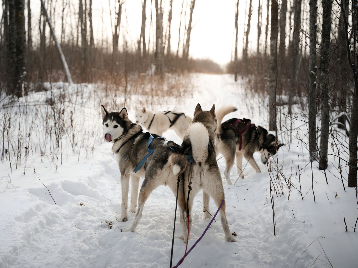 Sled dogs harnessed together traversing through a winter woodland landscape.