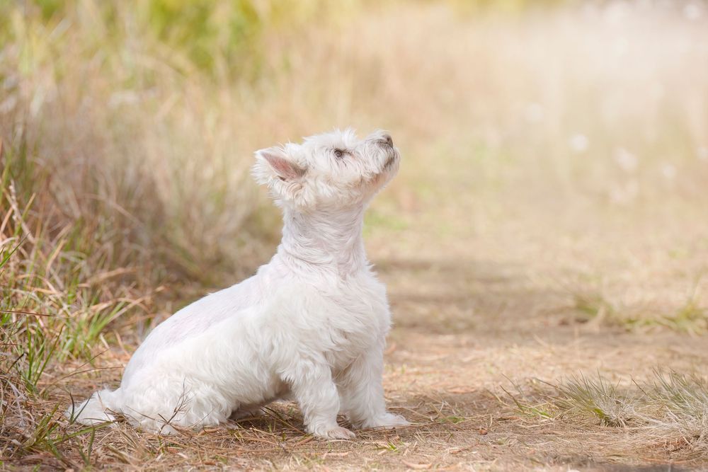 White puppy playing and resting in grass during outdoor photo session.