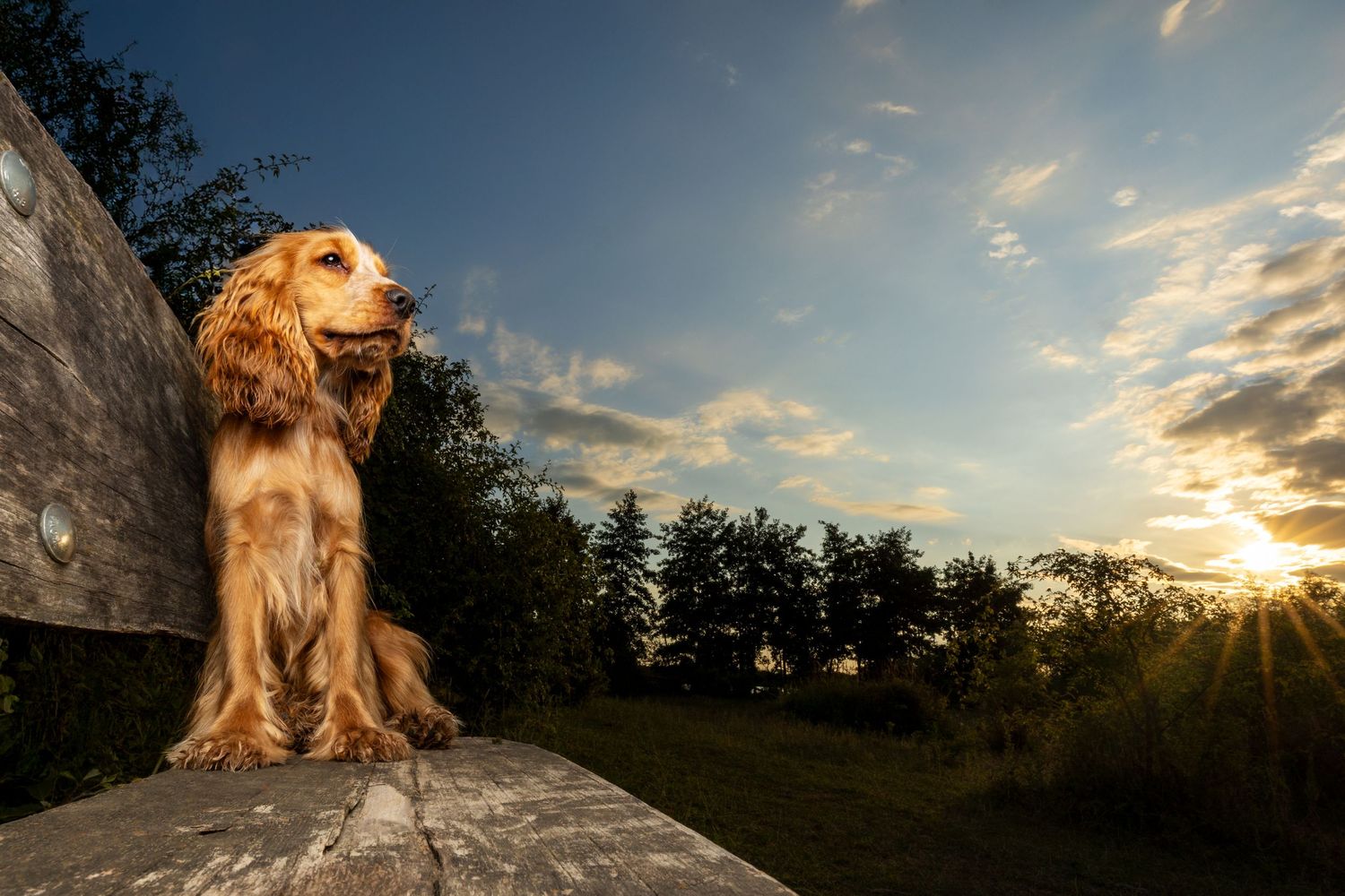 A dog wades in shallow lake water at sunset with sunlight sparkling on the rippling surface.