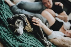 this family lay on the ground with their old dog during this maternity session in Cochrane Alberta