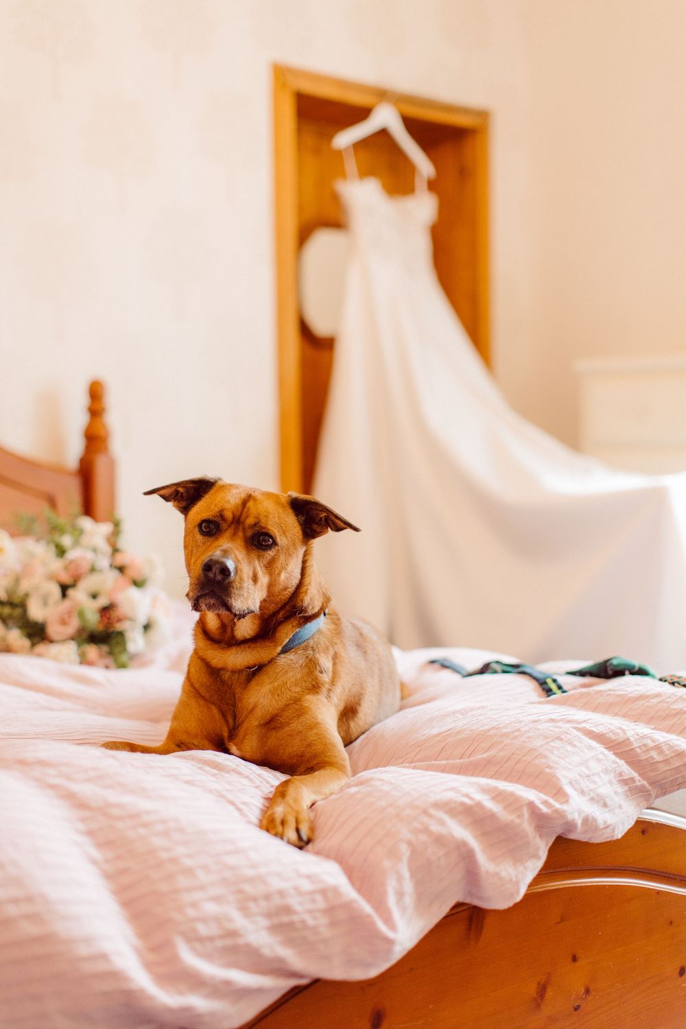 A brown pit bull mix dog sits on a pink bed with a white wedding dress hanging in the background.
