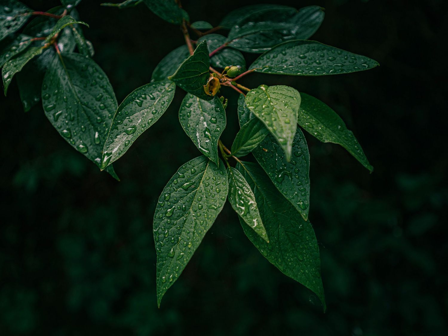 wet flowers green