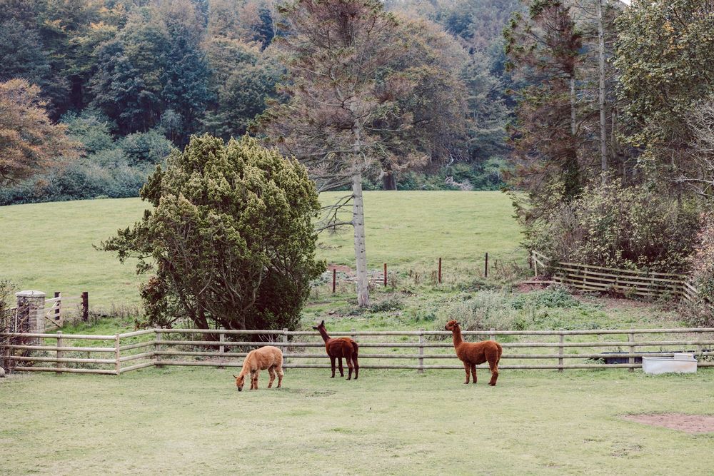 Three brown horses graze in a fenced pasture surrounded by autumn trees and rolling hills.
