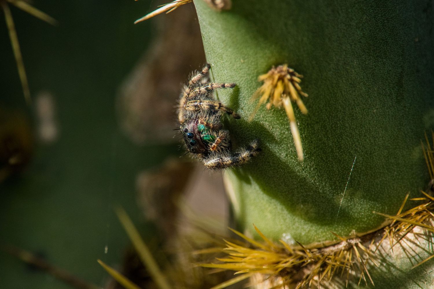 Wildlife: Jumping Spider
Hugh Ramsey Nature Park
Harlingen,TX