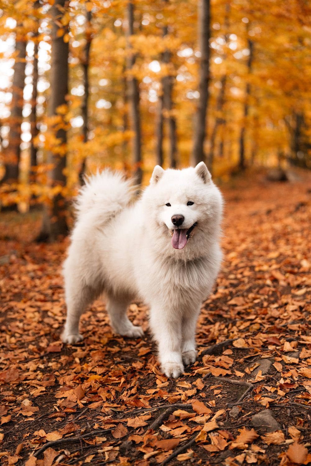 Pies samoyed uczestniczy w sesji narzeczeńskiej w górach Beskidu Śląskiego, radosna i naturalna atmosfera w Beskidach.