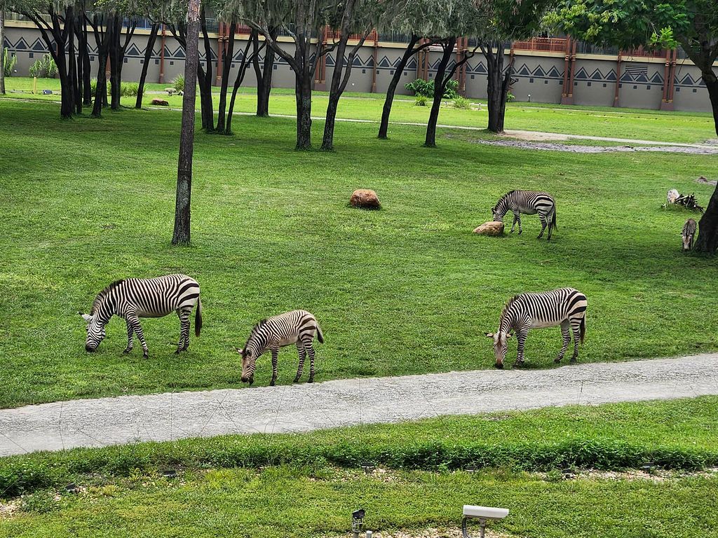 Group of zebras grazing on grassy savanna in front of lodge buildings.