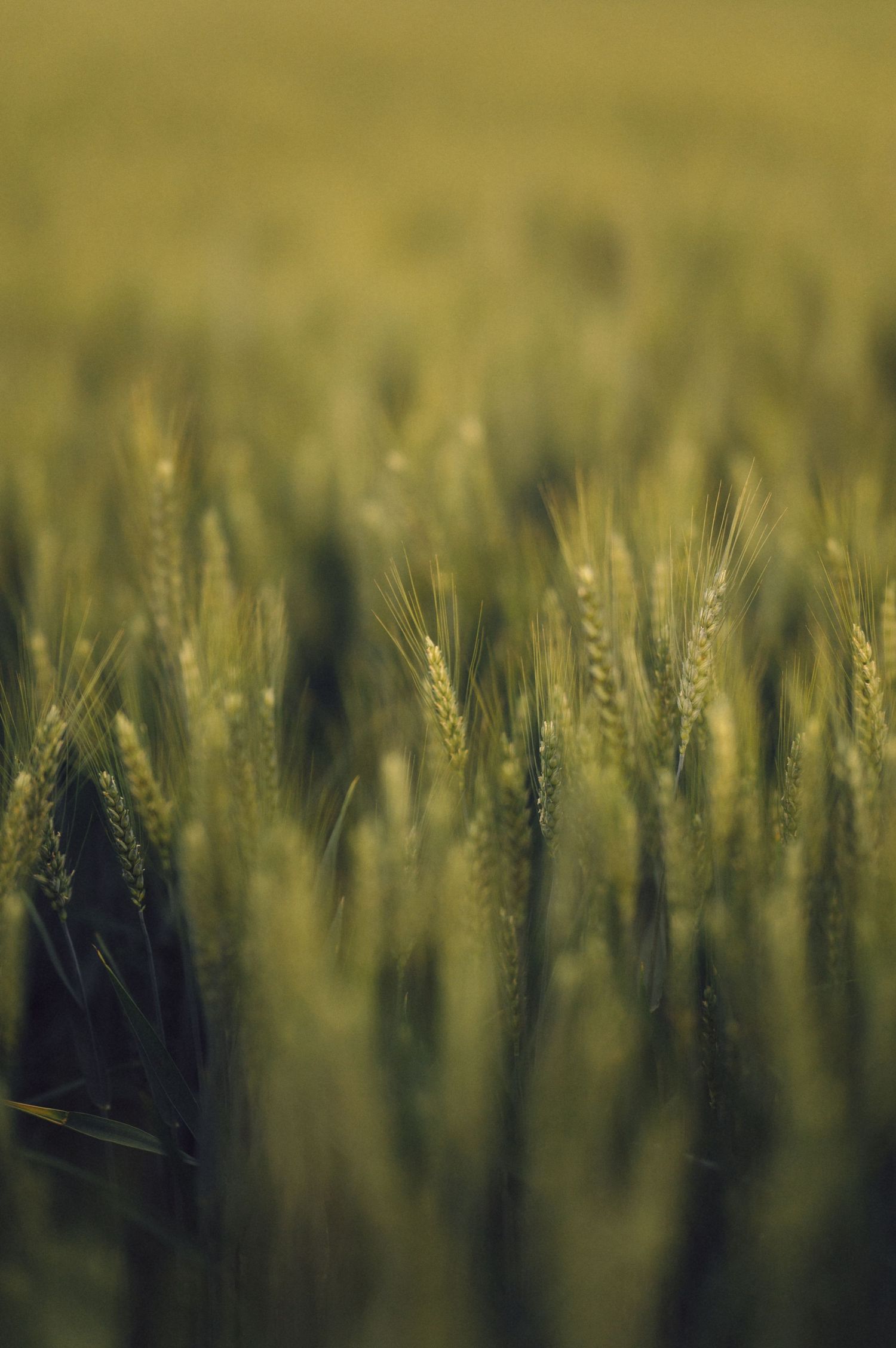 Close-up view of golden wheat stalks growing in a field with soft blur and warm lighting at dusk.