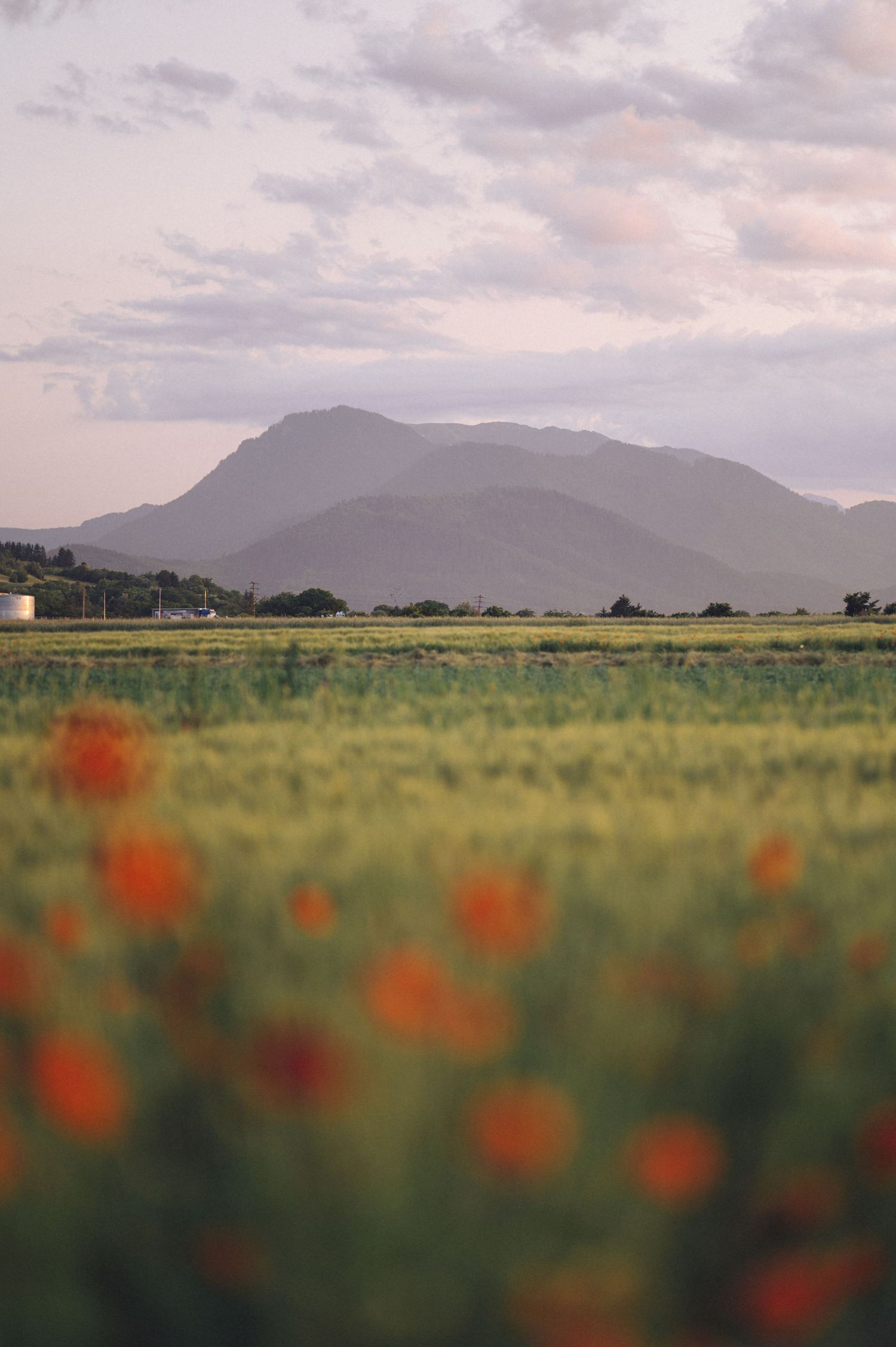 Misty mountain landscape with red poppies blooming in green field during golden hour at sunset.