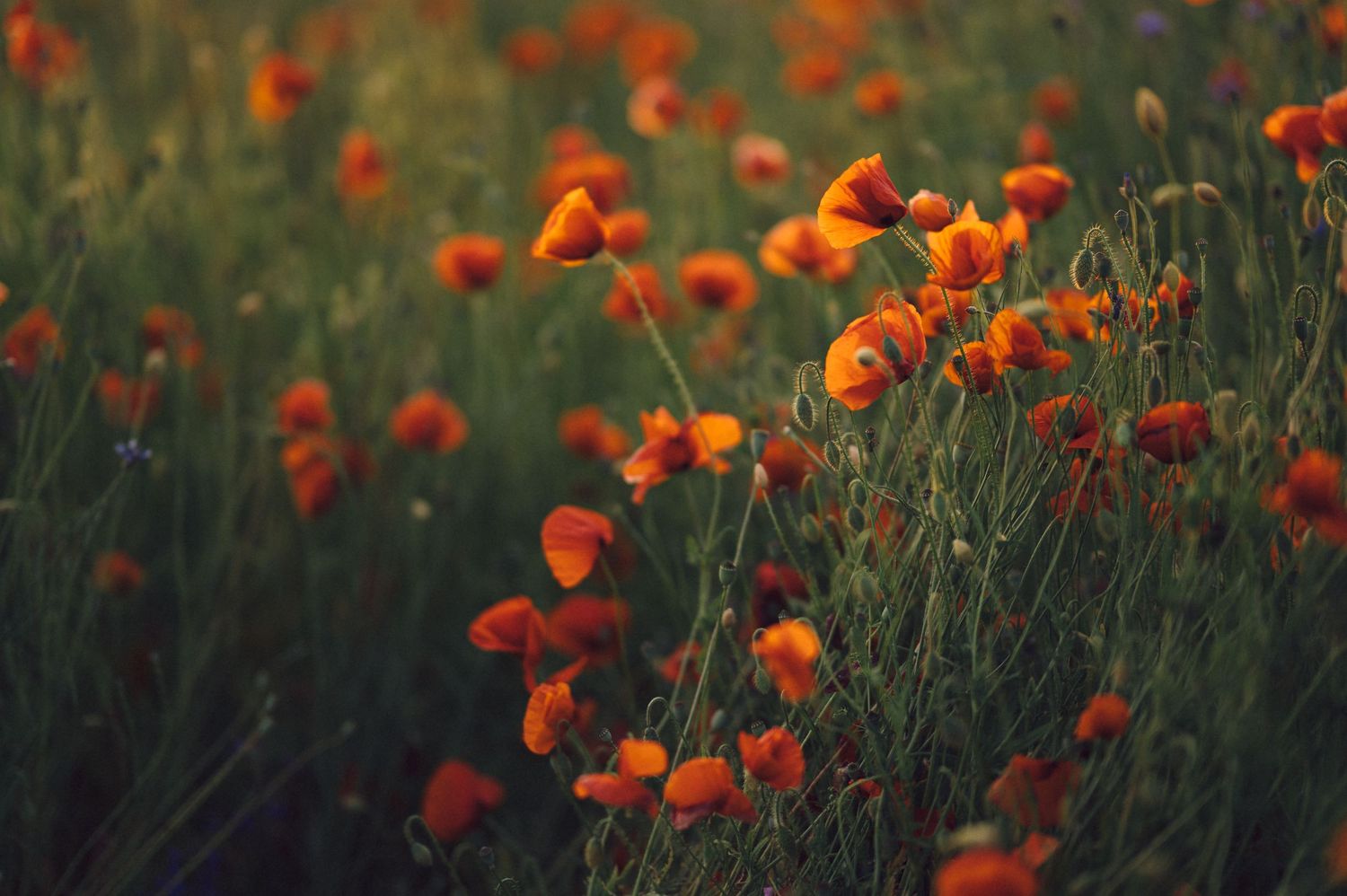 Orange poppies bloom in a moody field at dusk with stems silhouetted against the darkening background.