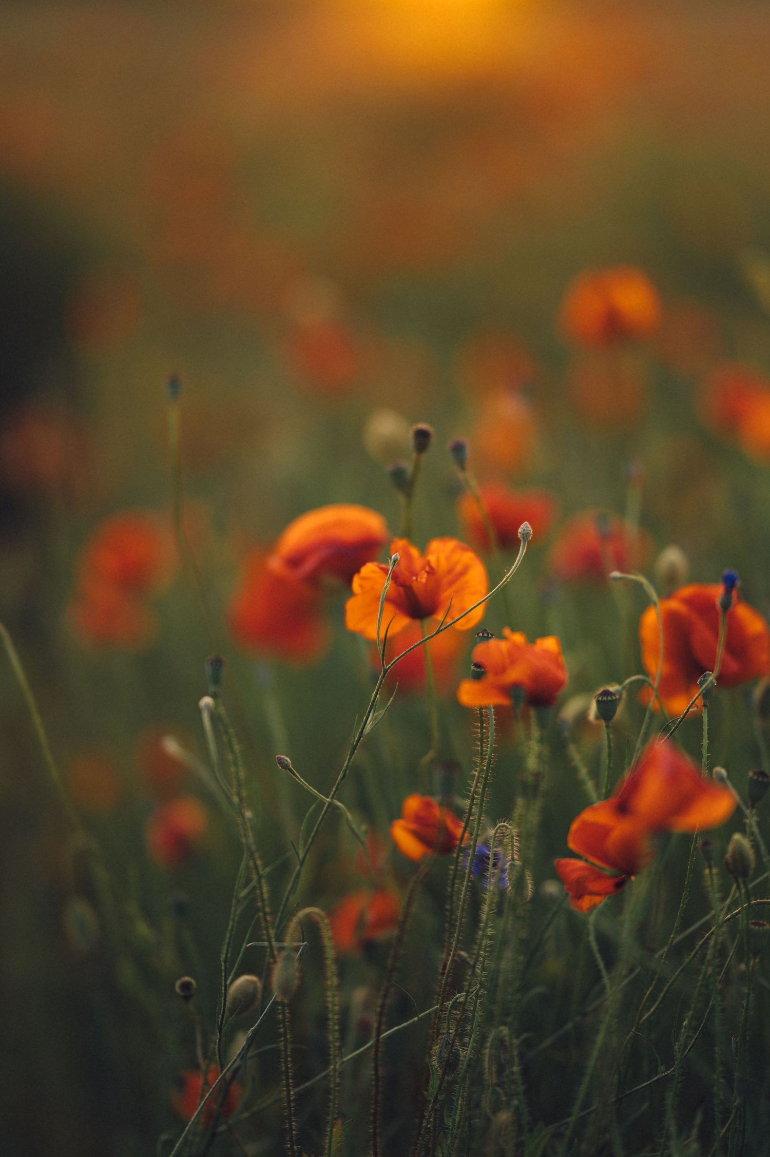 Vibrant orange poppies bloom in a dreamy meadow with blurred bokeh background during golden hour sunset.
