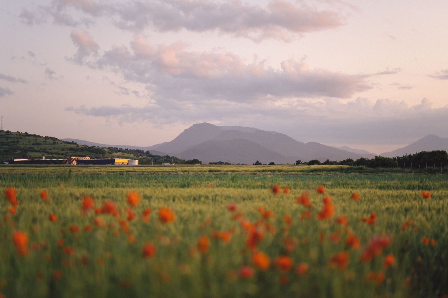 Beautiful red poppies bloom in a green field with misty mountains and soft clouds at sunset.