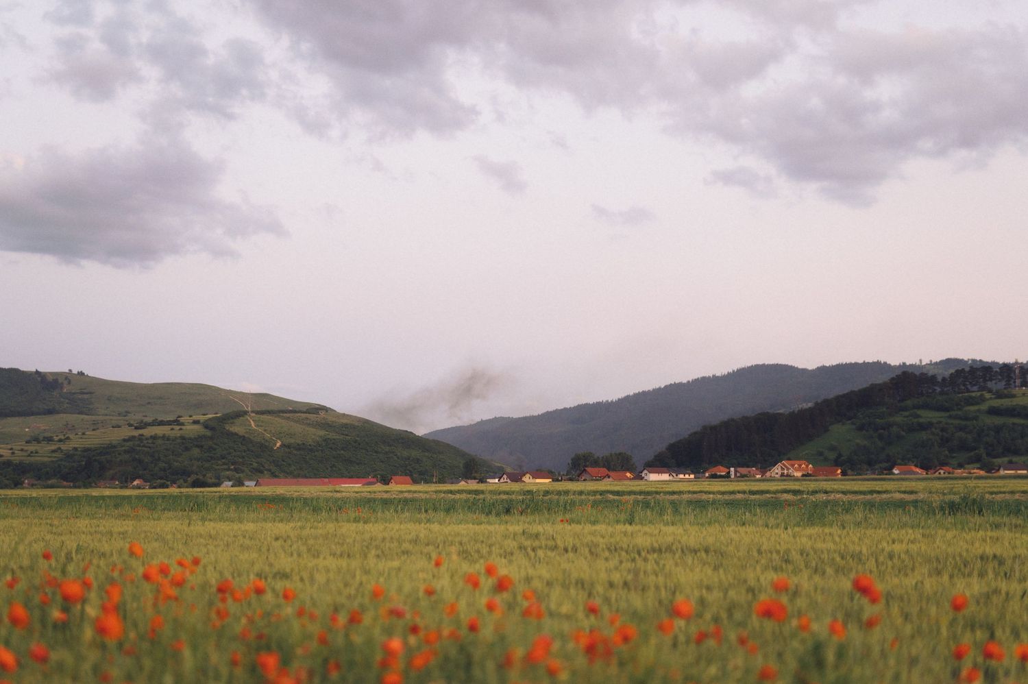 Red poppies bloom in a green field beneath stormy clouds and rolling hills in the countryside.