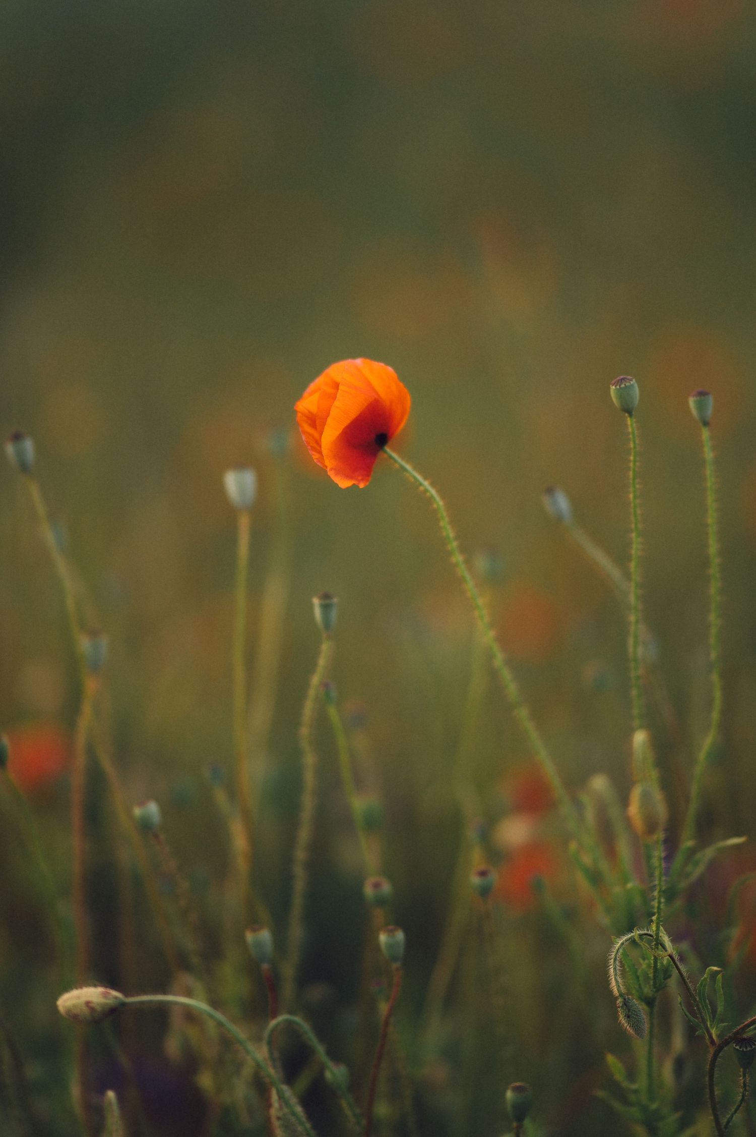 A vibrant orange poppy flower stands tall among green stems and buds against a soft blurred natural background.