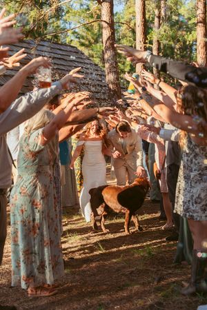 Wedding guests form an archway in a forest setting with pine trees while dogs walk underneath.