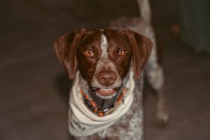Series of close-up portraits showing a brown hunting dog's face with expressive eyes looking at the camera.