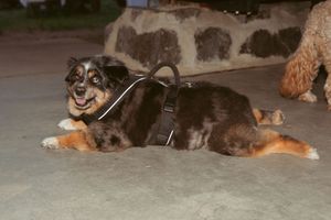 A tired Australian Shepherd dog lying down on concrete with a harness.