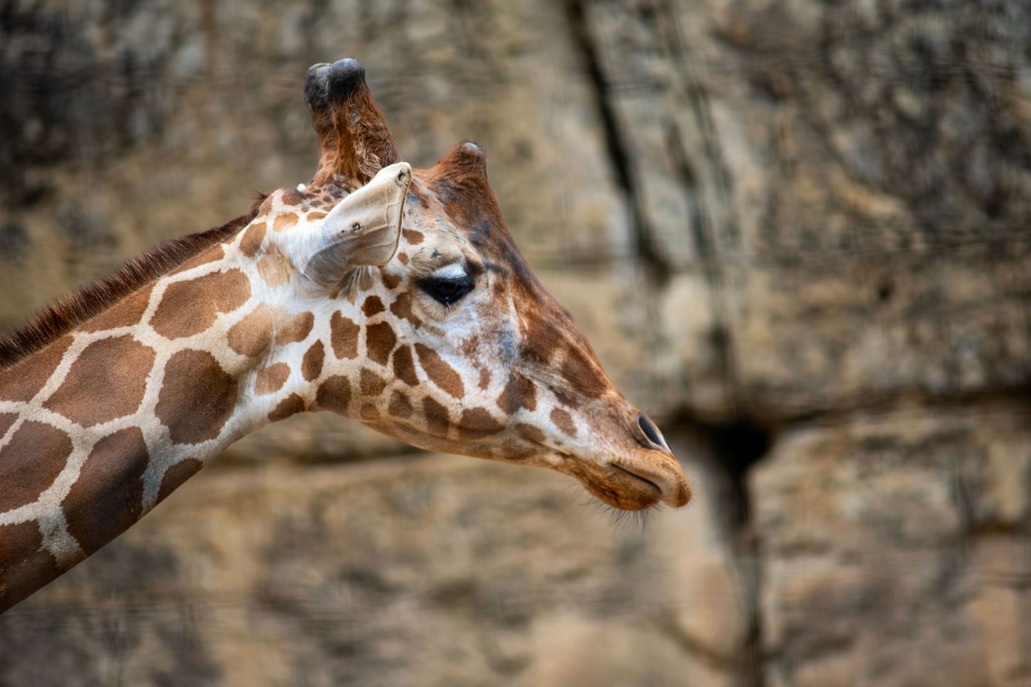 Close-up profile of a reticulated giraffe with distinctive brown patches against a rocky stone wall background.