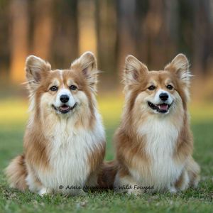 Two beautiful Corgi dogs sitting side by side on green grass with a blurred forest background.