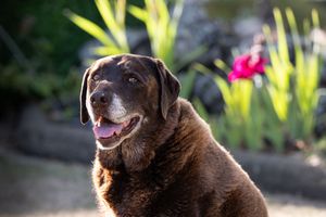 Senior chocolate Labrador Retriever sitting outdoors in a sunny garden with pink flowers in the background.