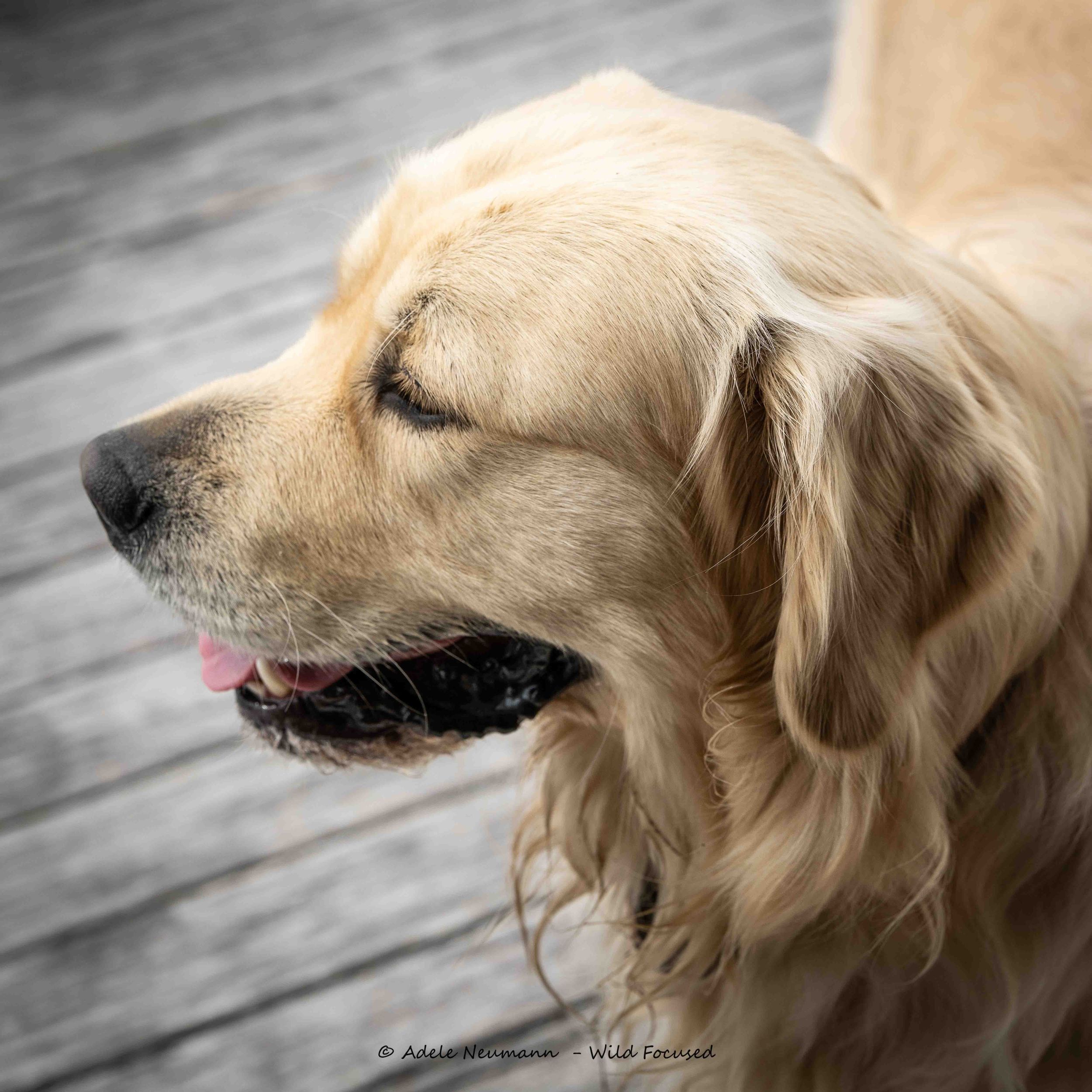 Golden Retriever Dog Photographic portrait, in profile