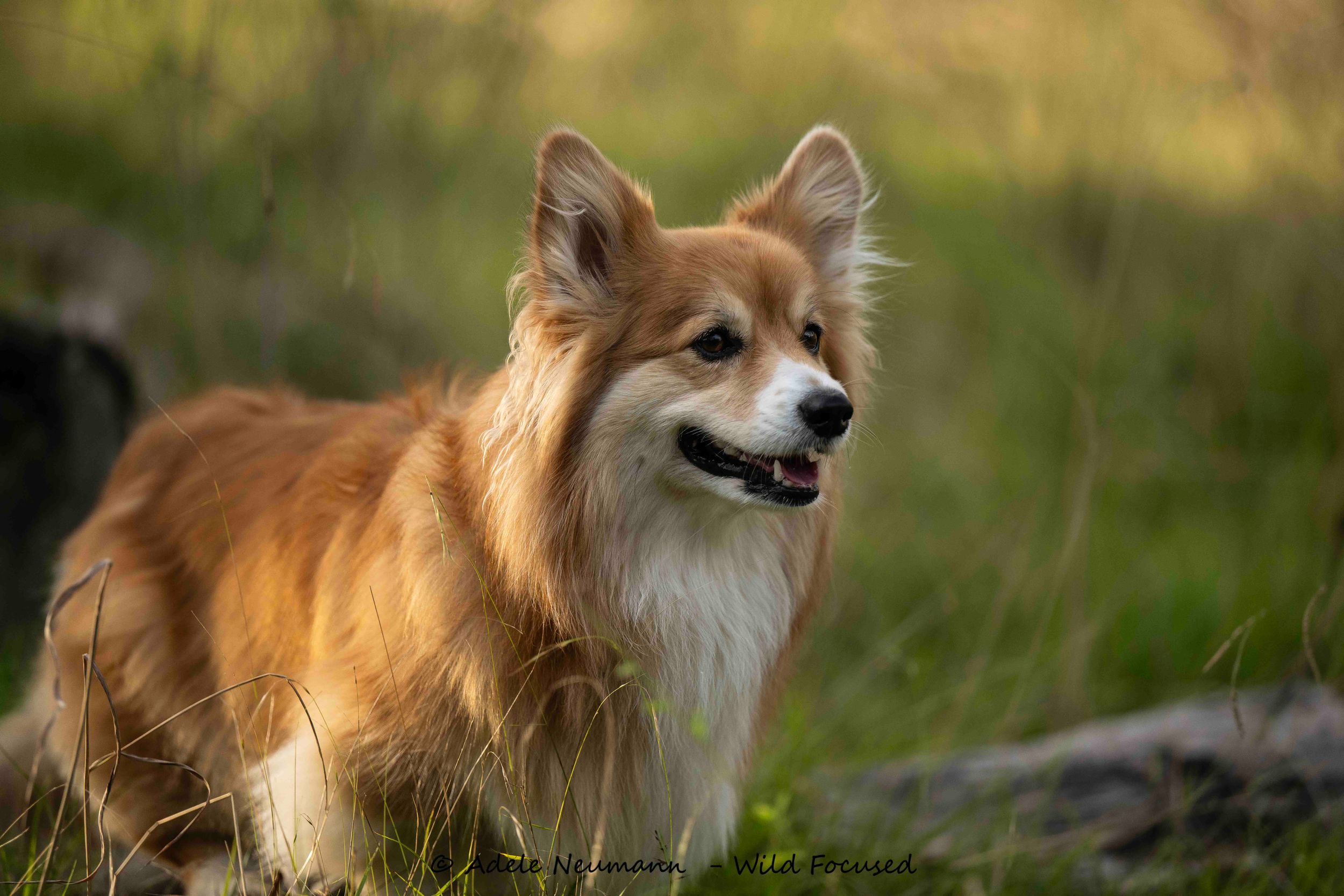 A fluffy golden and white Corgi dog standing in green grass, with perky ears and tongue out.