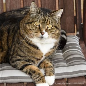 A beautiful tabby cat with white paws, sitting on chair, gazing with golden eyes.