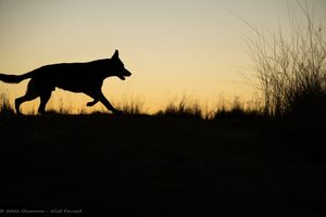 Silhouette of a German Shepherd dog running at sunset with tall grass in the background against a golden sky.