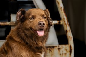 A happy brown dog with tongue out sits on the back of a Ute, showcasing its fluffy coat.