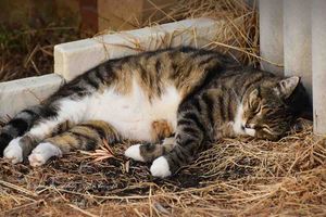 A tabby cat sleeping peacefully on a bed of dry hay in the outdoors.