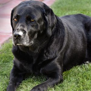 An elderly black Labrador Retriever with a graying muzzle resting on green grass outdoors.