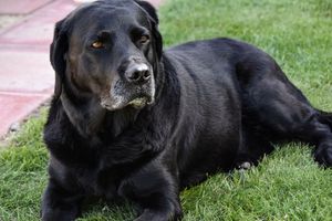 A large black Labrador dog resting on green grass, looking alert with a graying muzzle.