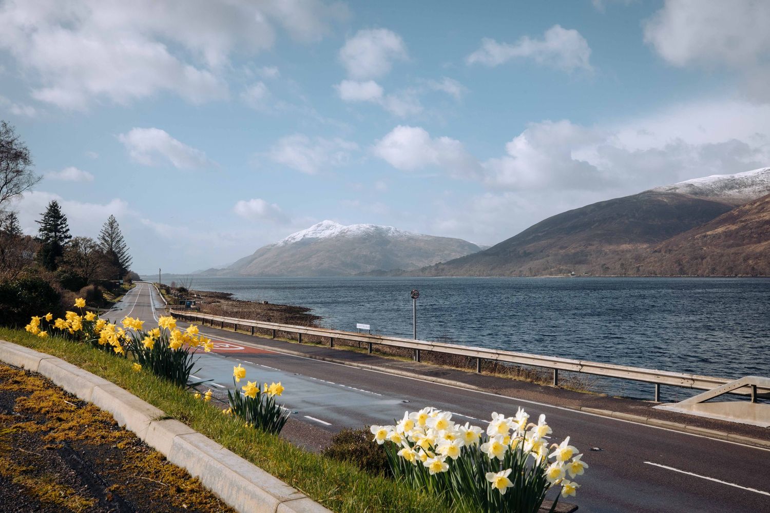 Yellow daffodils line a scenic Scottish loch road with snow-capped mountains and blue skies in spring.