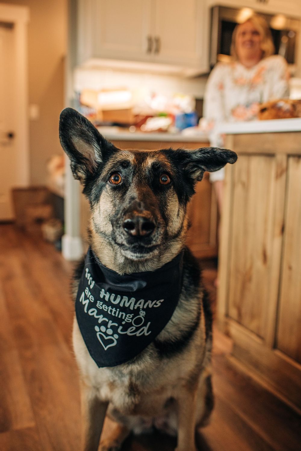 German Shepherd dog wearing a black bandana reading My Humans Are Getting Married sits in a kitchen with a woman in the background.