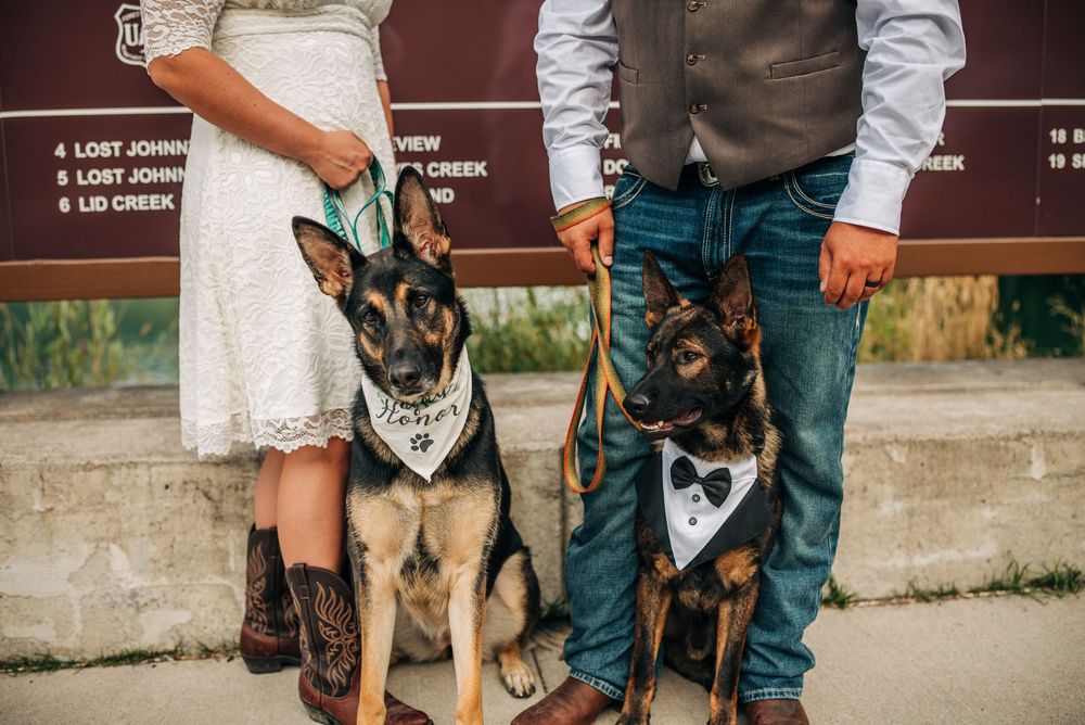 Couple in wedding attire with two German Shepherds wearing bandanas and bow ties at an outdoor trail sign.