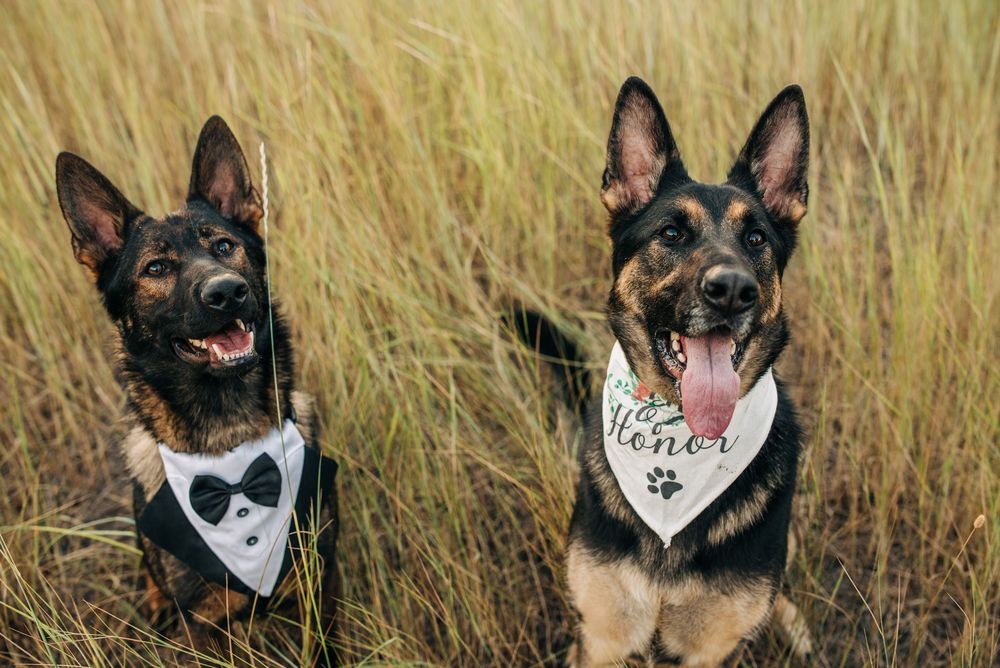 Two German Shepherds in a field wearing wedding bandanas, one in a tuxedo bib and one with a maid of honor scarf.