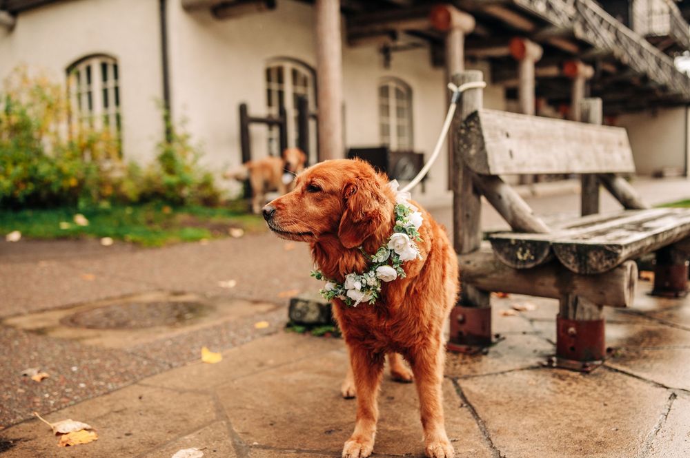 A golden retriever wearing a floral collar poses on a wet stone patio beside a wooden bench outside a charming building.