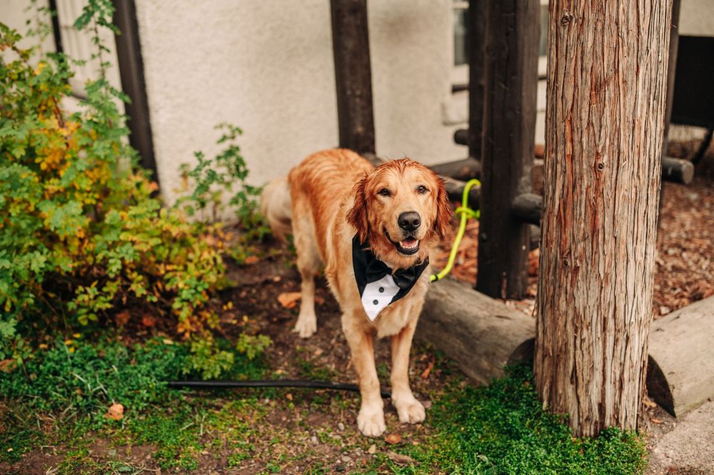 Golden retriever wearing a tuxedo bandana stands on green grass near a tree and garden at an outdoor wedding.
