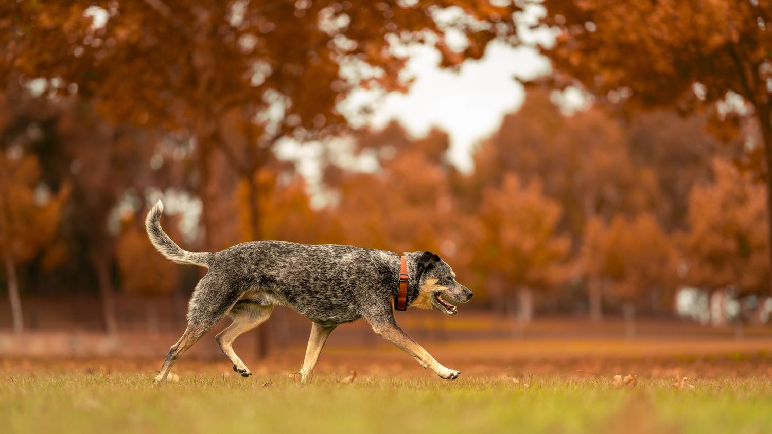 A Heeler dog runs across a park with vibrant autumn orange trees in the background.