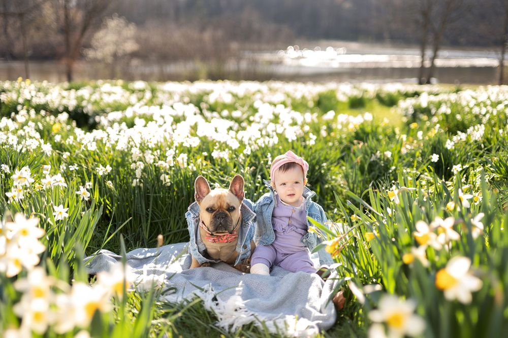 Baby girl and French Bulldog in matching denim jackets sitting together in a sunny daffodil field.