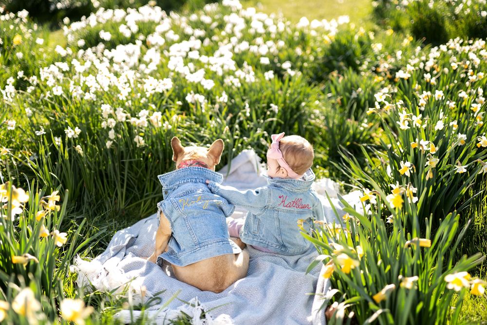 Baby and French Bulldog in coordinating denim jackets relaxing on a blanket surrounded by white daffodils.