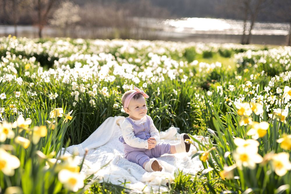 An adorable baby girl in a purple outfit sits alone on a blanket surrounded by blooming daffodils.
