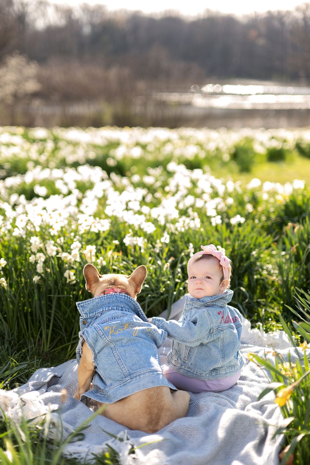 Baby and French Bulldog in matching denim jackets sitting back-to-back in a blooming daffodil meadow.