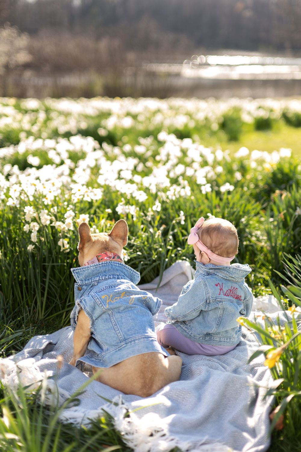 Baby girl and French Bulldog in matching denim jackets sitting together on a blanket in a daffodil field.