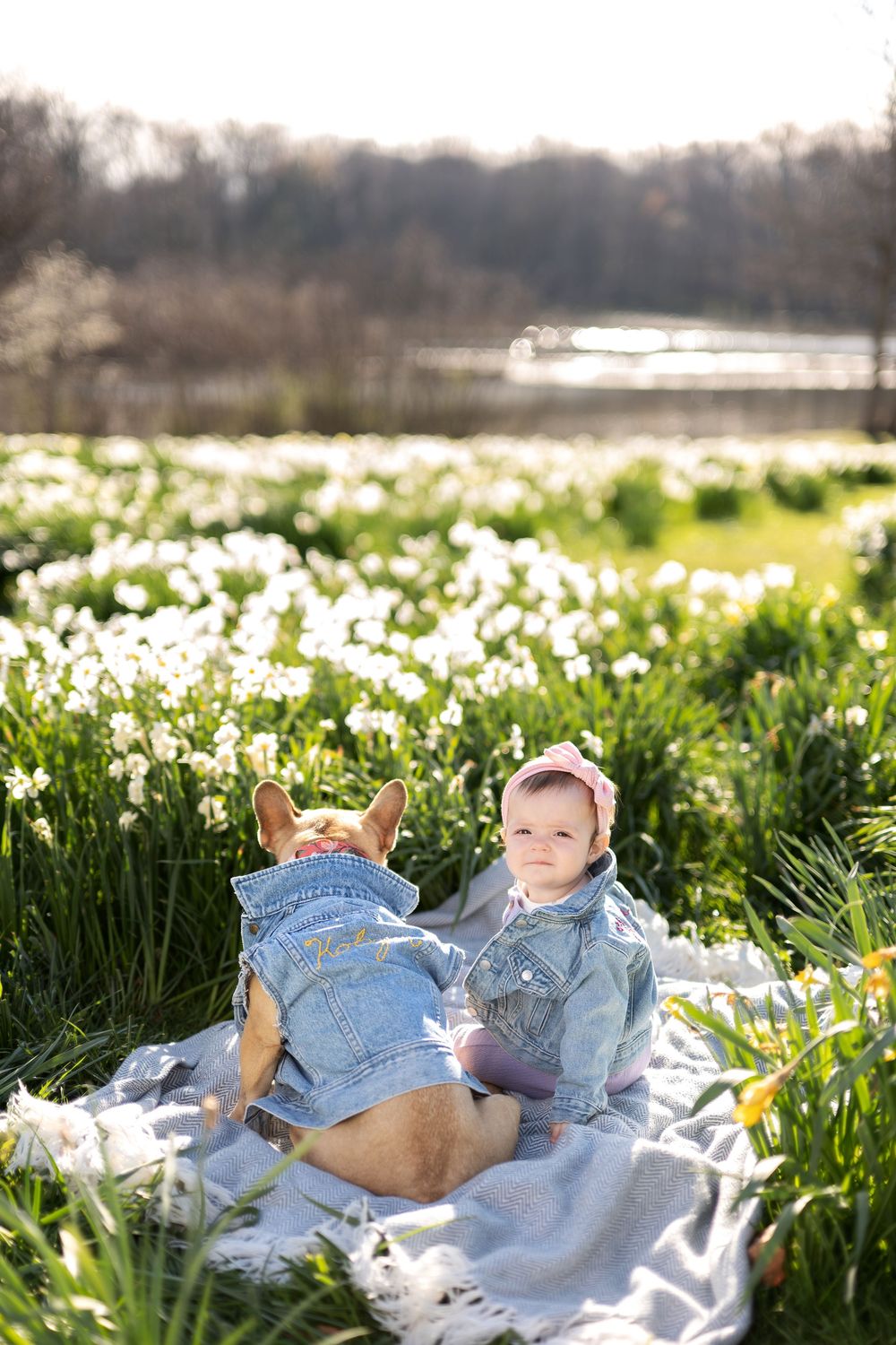 Baby and French Bulldog in matching denim jackets sitting on a blanket in a sunny white daffodil field.