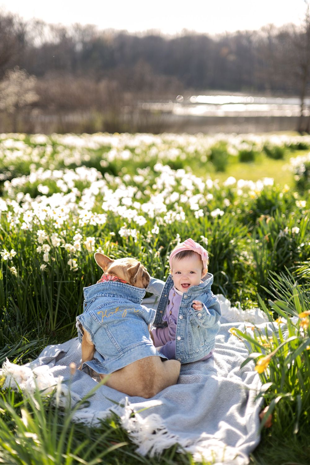 Laughing baby girl and French Bulldog in matching denim jackets sitting in a sunny daffodil meadow.