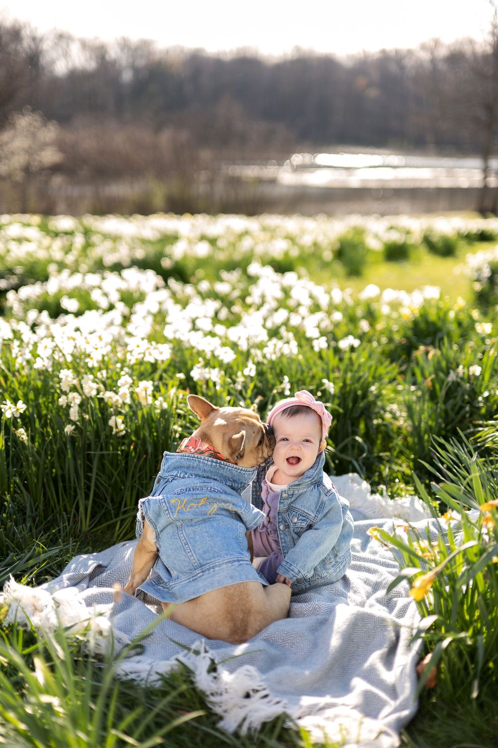 A baby girl in a denim jacket sits on a blanket with a small dog in a field of white daffodils.