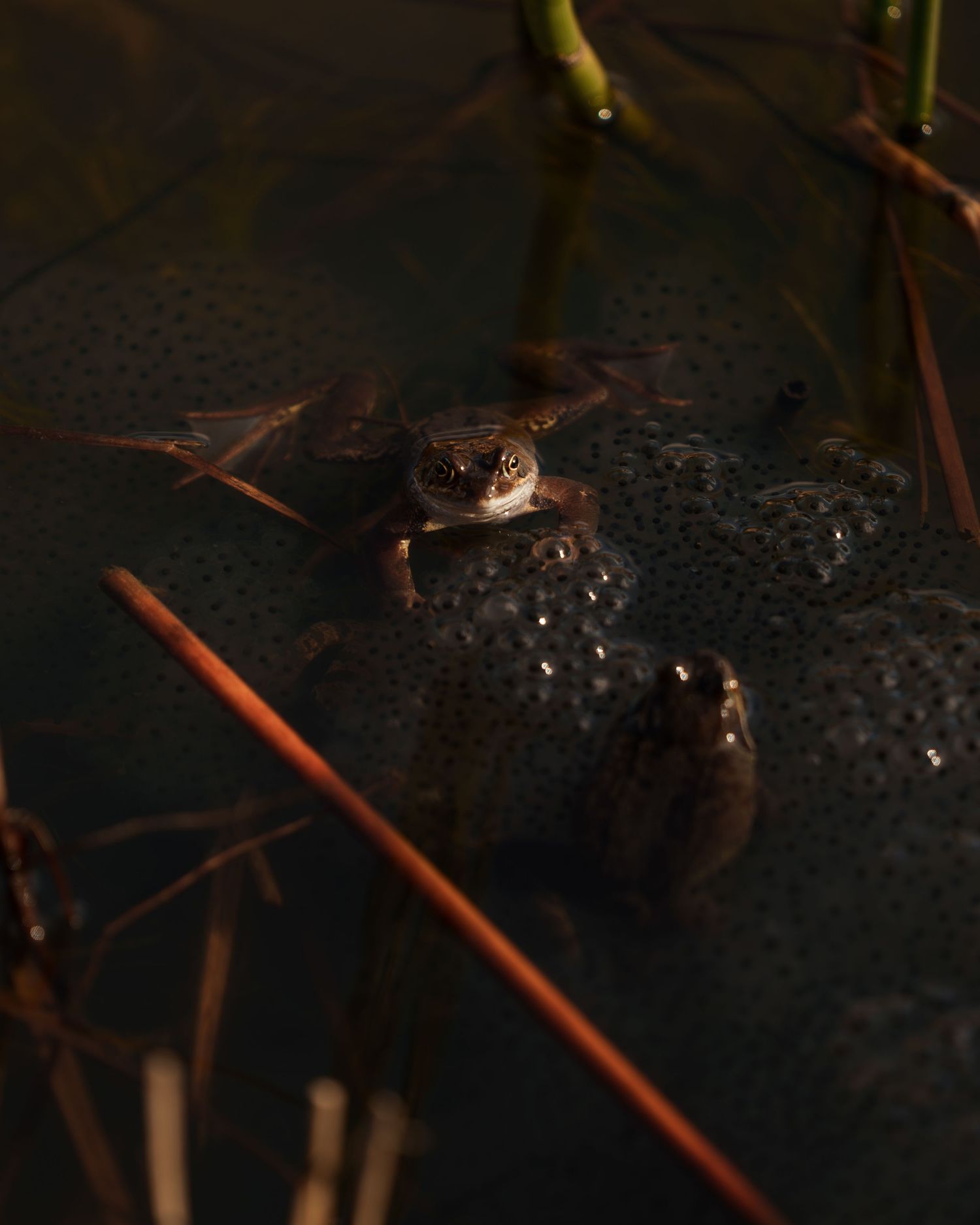 Two frogs sitting on a mass of frog spawn in a dark pond surrounded by aquatic plants.